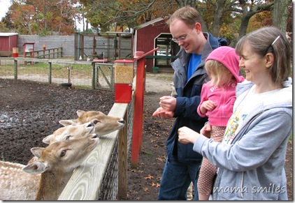 feeding deer
