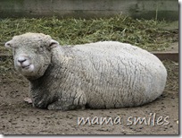 woolly sheep