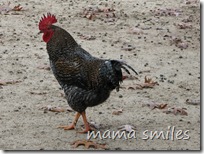 rooster