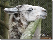 llama - or alpaca?