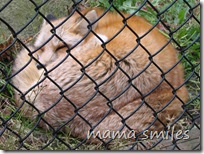 red fox