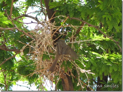 building a nest