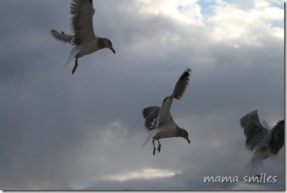 The seagulls descend