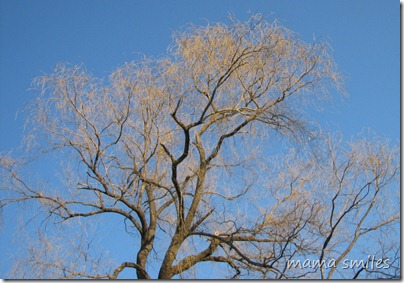 spring willow