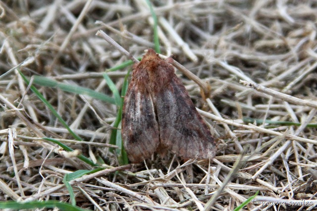 A well-camouflaged moth