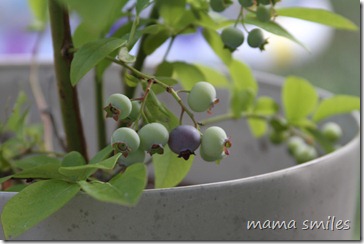 blueberries