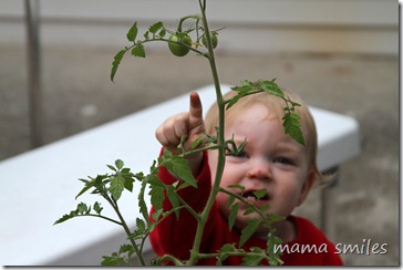 Lily points out a tomato on our tomato plant