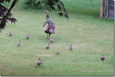 mama and baby turkeys