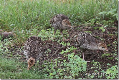 three baby turkeys