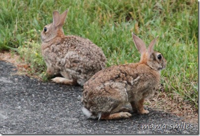 bunny rabbits on our driveway