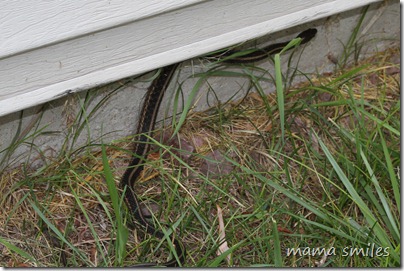 snake