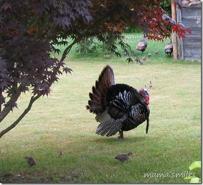 turkey family