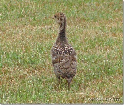 baby turkey
