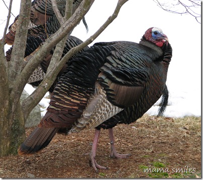 wild turkey