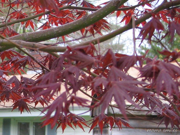 Japanese Maple 22 April 2010