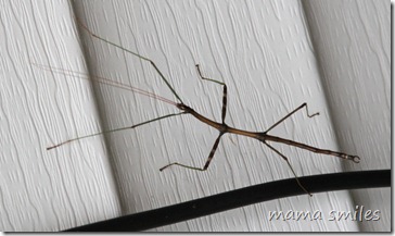 walking stick close-up