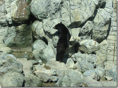 black bear