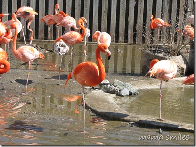 flamingoes