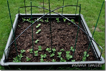 our young raised bed garden