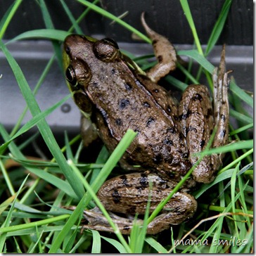 a frog visiting our garden