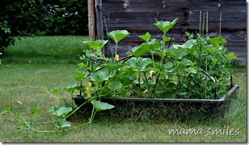 our flourishing (overgrown?) raised bed garden