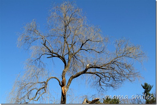 willow tree in early spring