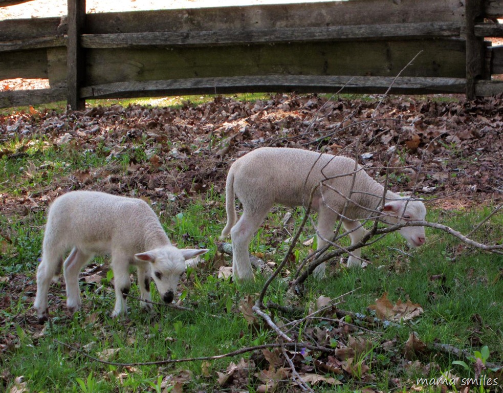 lambs at Old Sturbridge Village