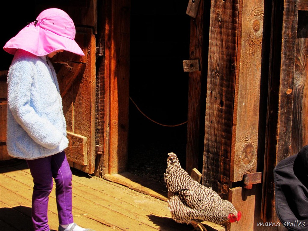 Befriending a hen (or trying to!) at Old Sturbridge Village