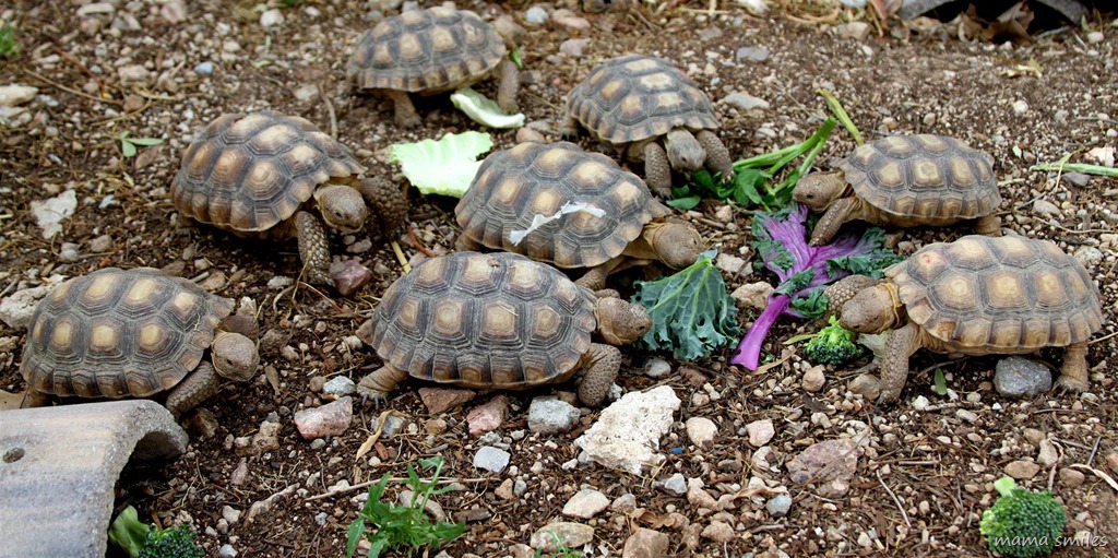 The baby tortoises enjoy their lunch