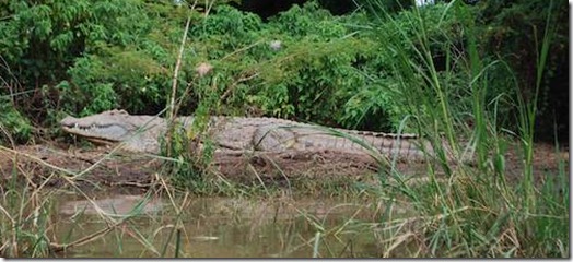 71012Crocodiles_Ethiopia