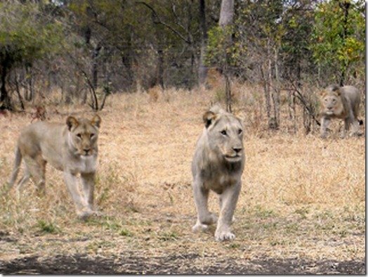 Lions in Malawi