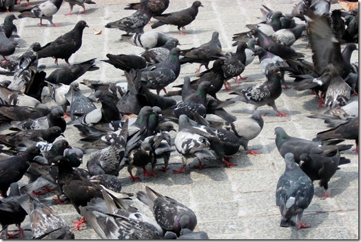 Pigeon Flock in Krakow