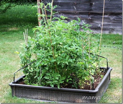 raised garden bed