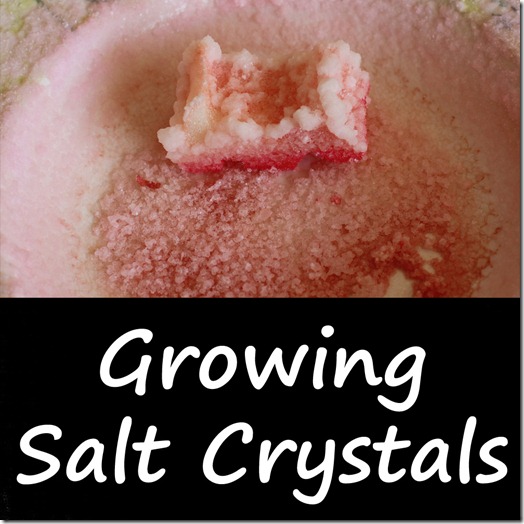 growing salt crystals - a visual science experiment fun for kids