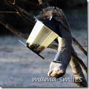 squirrel stealing food from our bird feeder