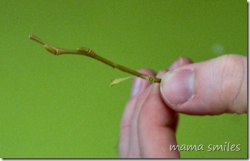 A budding branch from our willow tree