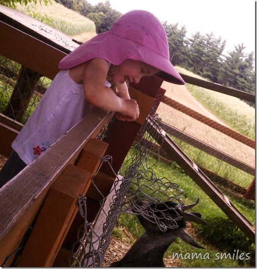 feeding the goats at Parlee Farms