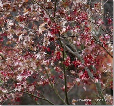 Our Japanese Maple tree in the autumn-time