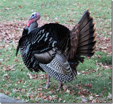 A wild turkey in our back yard