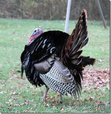 A wild turkey in our back yard