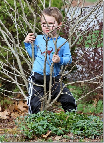 In the absence of a tree, Johnny decides to climb a bush