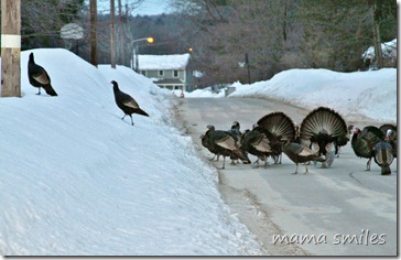 turkeys crossing our street