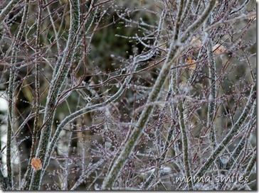 frost on our Japanese Maple