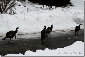 wild turkeys walking down our street