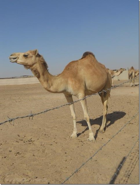 camel on a desert safari