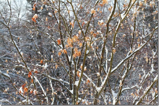 Japanese Maple in winter