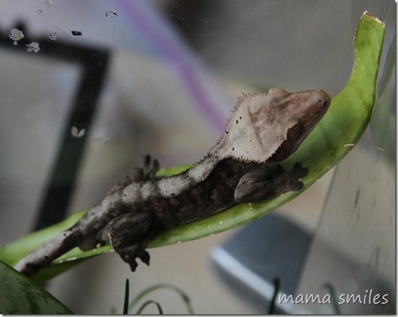 hands-on biology for kids: looking after a gecko