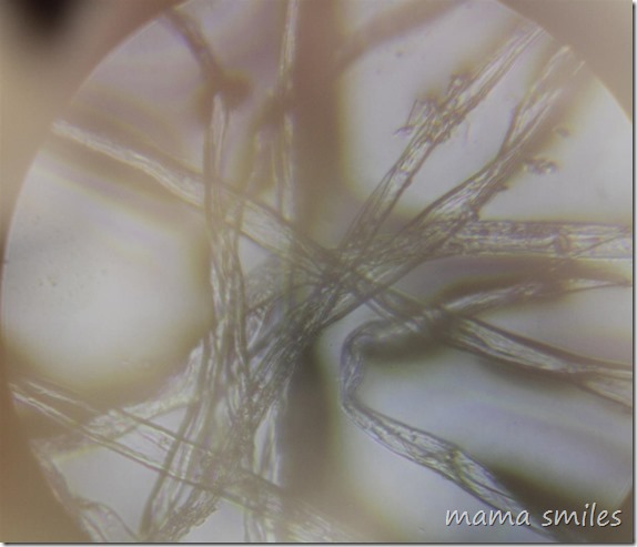 Using microscopes with young children: cotton fibers from a cotton swab. From mamasmiles.com