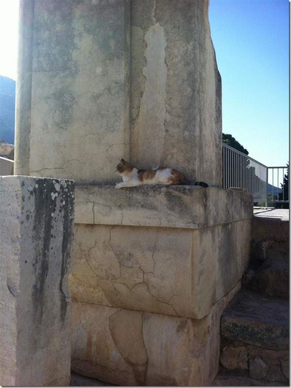 cat in Ephesus, Turkey