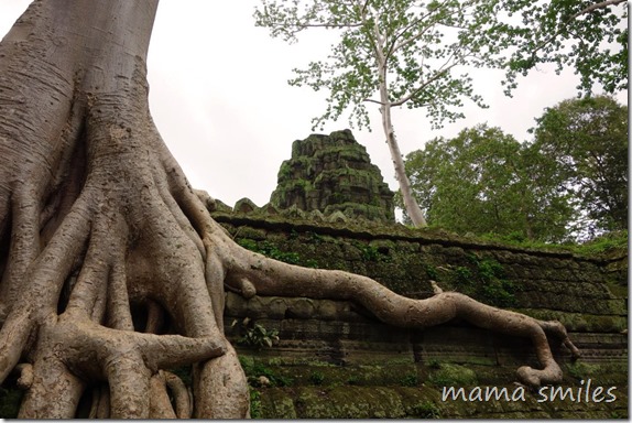 Jungle and temple as one - Ta Prohm temple in Cambodia